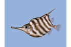 Dark form of the Banded Bellowsfish, Centriscops humerosus