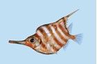 Orange form of the Banded Bellowsfish, Centriscops humerosus