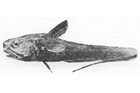 Coryphaenoides-fernandezianus