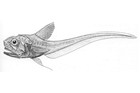 Hymenocephalus-aterrimus