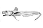 Hymenocephalus-kuronumai