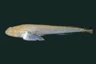 A Flathead Sandfish on a black background photographed from the left side