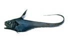 Lucigadus-nigromaculatus