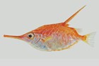 Common Bellowsfish, Macroramphosus scolopax 