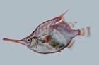 Crested Bellowsfish, Notopogon lilliei