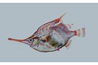 Crested Bellowsfish, Notopogon lilliei