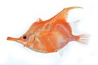 Orange Bellowsfish, Notopogon xenosoma 