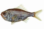 Paratrachichthys macleayi