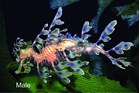 Leafy Seadragon, South Australia