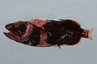 Common Redmouth Whalefish, Rondeletia loricata, from the Tasman Sea