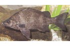 Variichthys