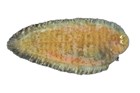 Duskybanded Sole